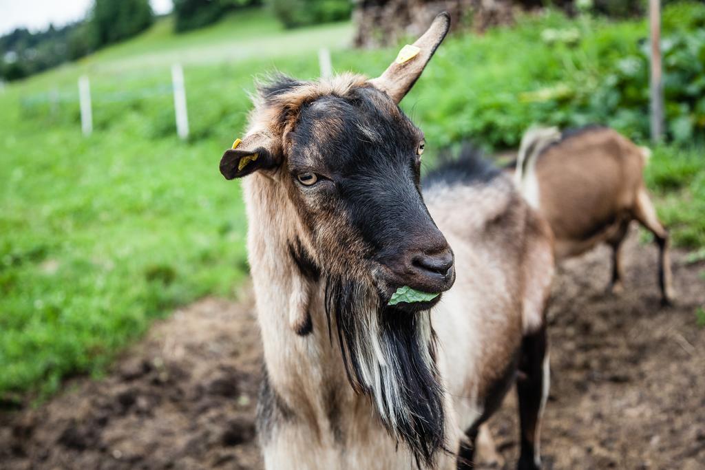 Merlhof Fiè Exteriér fotografie